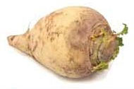 Free Turnip Clipart