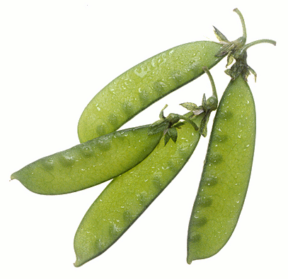 Free Pea Clipart