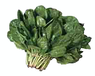 Free Spinach Clipart