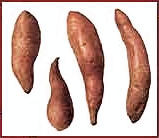 Free Yam Clipart