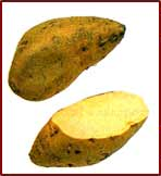 Free Yam Clipart