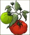 Free Tomato Clipart