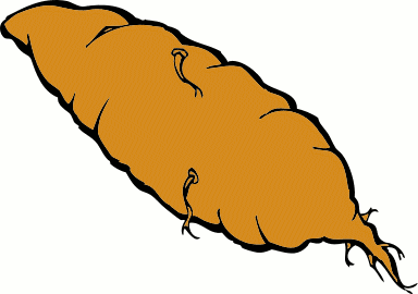 Free Sweet Potato Clipart