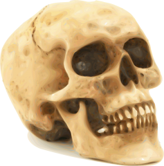 Free Skull Clipart