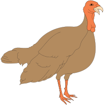 Free Young Turkey Clipart