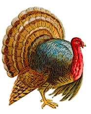 Free Turkey Clipart