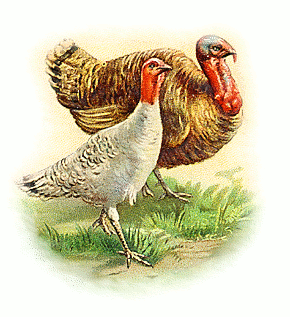 Free Domesticated Turkey Clipart