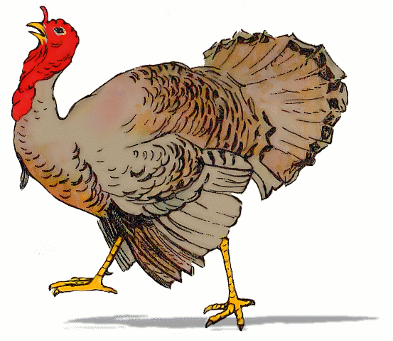 Free Domesticated Turkey Clipart