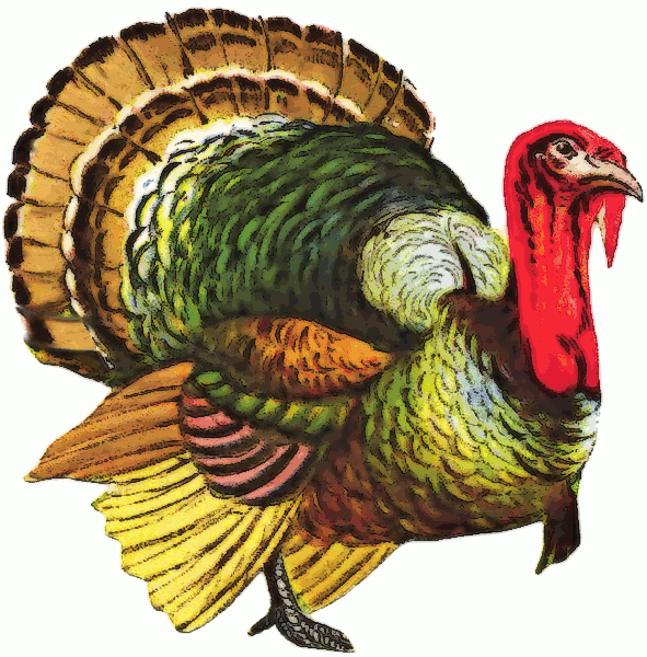 Free American Turkey Clipart